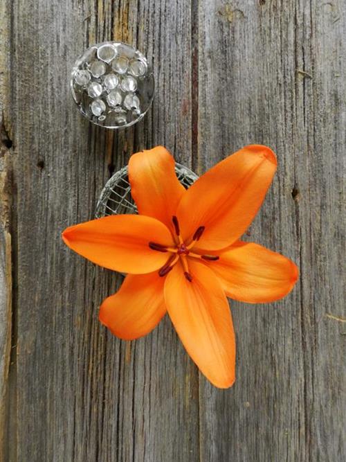 PUMA 3-5  BLOOMS ORANGE L.A. HYBRID LILIES